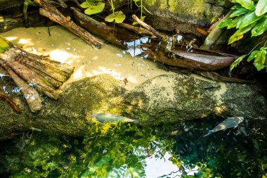Balık yosunlarının güzel sualtı dünyası