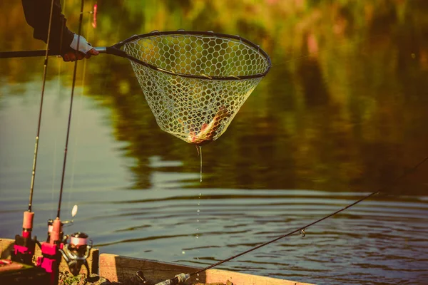 Doğal alabalık avlama geçmişi