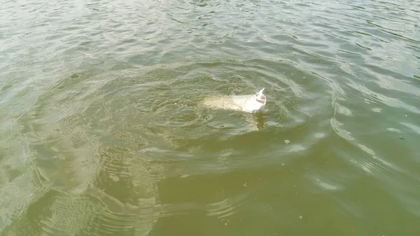 Pesca Alla Trota Nel Lago Pesca Ricreazione — Foto Stock