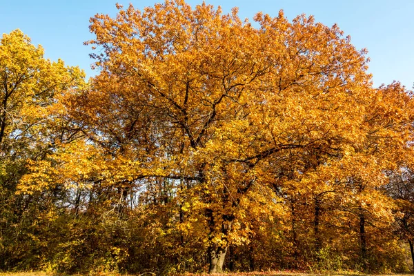 Gorgeous Autumn Beautiful Historical Park — Stock Photo, Image