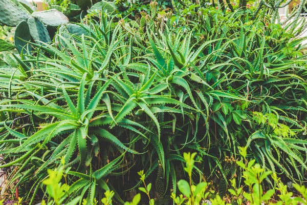 Vackra Badorten Grönt Och Blommor — Stockfoto