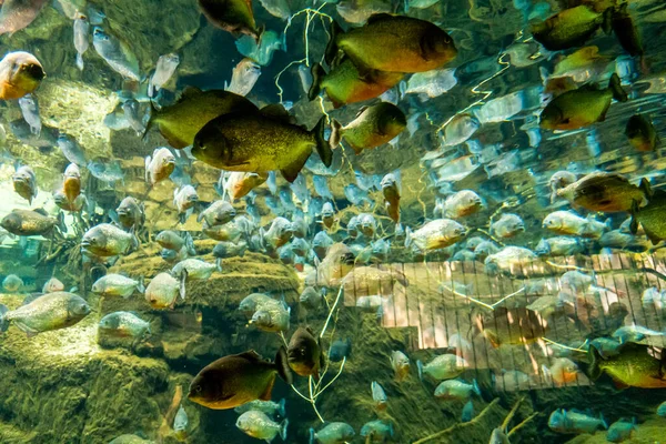 Beau Monde Sous Marin Algues Marines Poissons — Photo