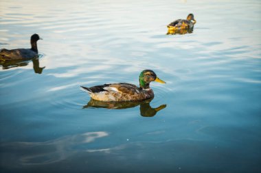 Kopenhag 'daki güzel şehir göleti