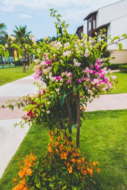 Deniz kenarındaki güzel resort peyzaj