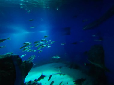 Balık yosunlarının güzel sualtı dünyası