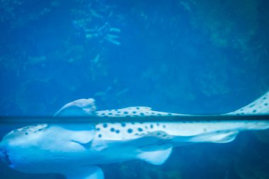 İç kısımda taze çiçekler var.