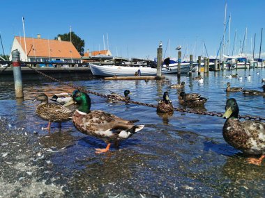 Kopenhag, Danimarka - 23 Temmuz 2019 Büyük Danimarka, Kopenhag ve Deniz