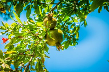 Deniz kenarındaki güzel resort peyzaj