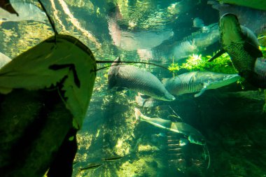 Balık yosunlarının güzel sualtı dünyası