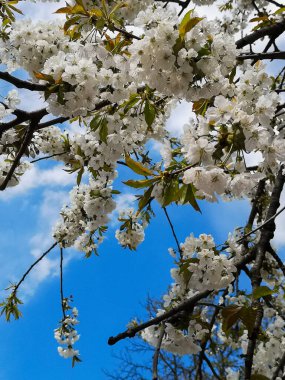 Güzel açan bahar çiçekleri arka planda