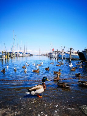 Kopenhag, Danimarka - 16 Temmuz 2019. Kopenhag 'ın güzel caddeleri seyahat geçmişi