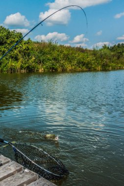 Doğal alabalık avlama geçmişi