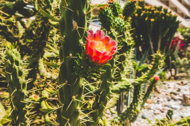 Güzel tatil beldesi. Yeşil ve çiçekler