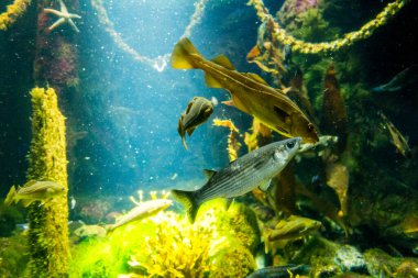 Balık yosunlarının güzel sualtı dünyası