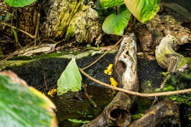 Balık yosunlarının güzel sualtı dünyası