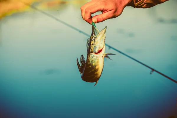 Pike Horgászik Tavon Halászati Szabadidő — Stock Fotó