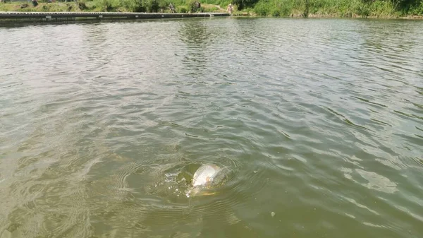 Pesca Alla Trota Nel Lago Pesca Ricreazione — Foto Stock