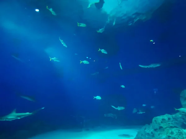 Piękny Podwodny Świat Morza Wodorostów Morskich — Zdjęcie stockowe