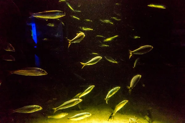 Belo Mundo Subaquático Mar Algas Peixe — Fotografia de Stock