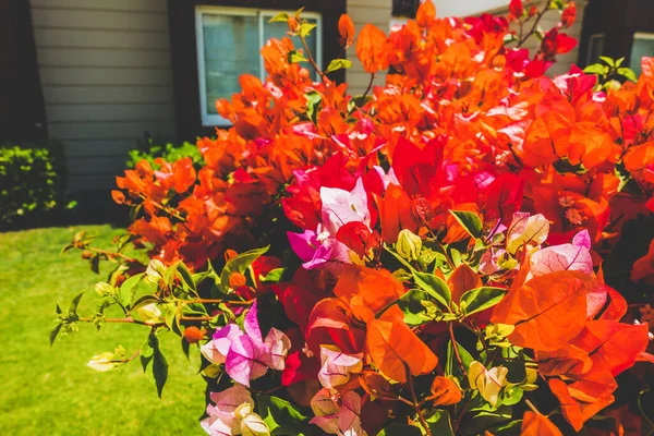 Hermoso Balneario Verde Flores — Foto de Stock