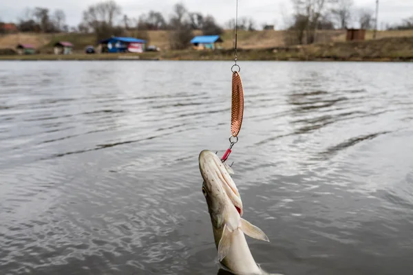 Memancing Danau Latar Belakang Ikan — Stok Foto