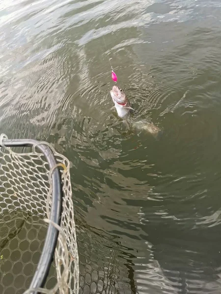 Pêche Truite Dans Lac Pêche Loisirs — Photo