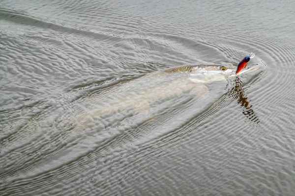 Rybaření Jezeře Rybolovné Pozadí — Stock fotografie