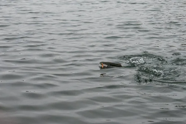 Pesca Pesca Sul Lago — Foto Stock