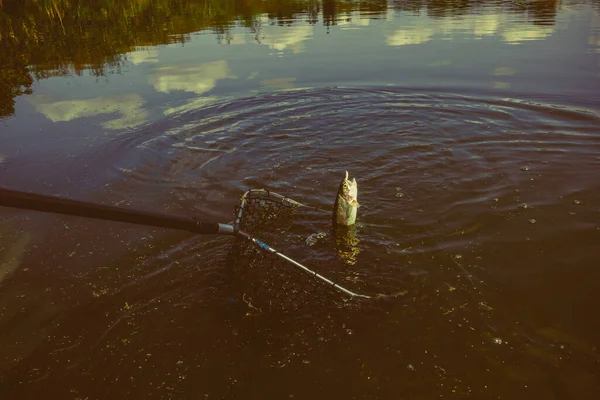 Pike Halászat Tavon — Stock Fotó