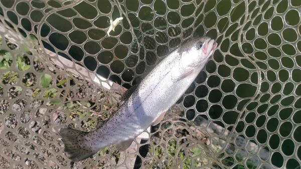 Pêche Truite Dans Lac Pêche Loisirs — Photo