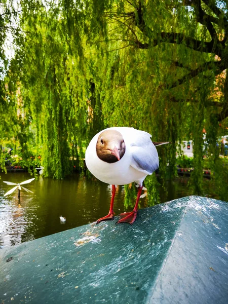 美丽公园篱笆上的海鸥 — 图库照片