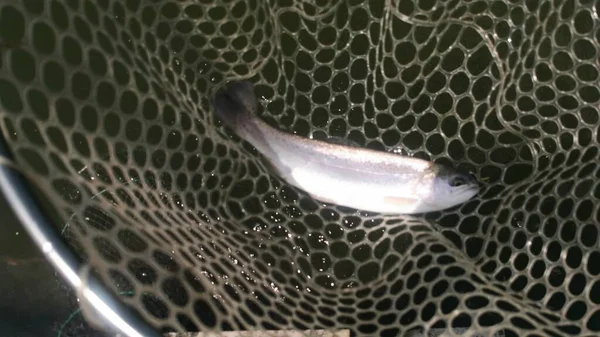 Pêche Truite Dans Lac Pêche Loisirs — Photo