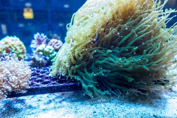 Beautiful Underwater World Fish Seaweed Sea — Stock Photo, Image