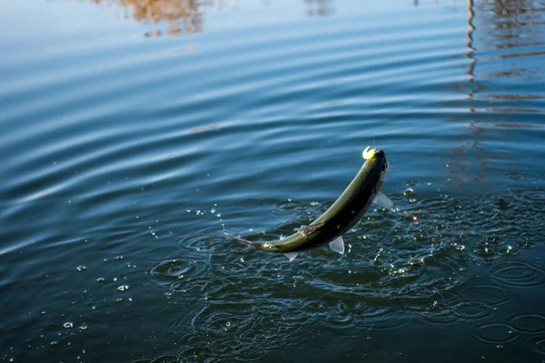 Pesca Alla Trota Sul Lago Pesca Sportiva Attività All Aria — Foto Stock