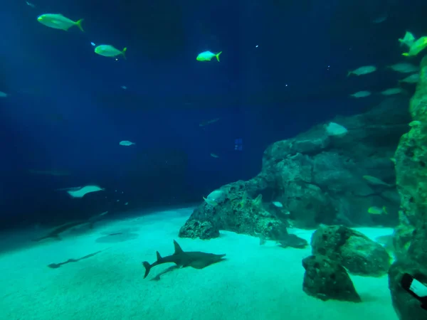 Prachtige Onderwater Wereld Van Vis Zeewier Zee — Stockfoto