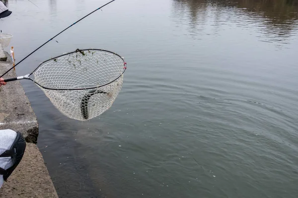 Риболовля Форелями Озері Спортивне Риболовля Активний Відпочинок — стокове фото