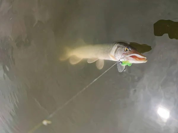 Pesca Lago Naturaleza Recreación Fondo — Foto de Stock