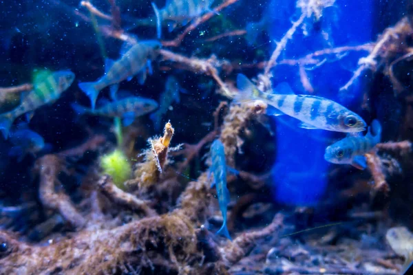 Belo Mundo Subaquático Mar Algas Peixe — Fotografia de Stock