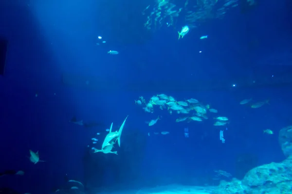 Красивий Підводний Світ Моря Рибних Водоростей — стокове фото