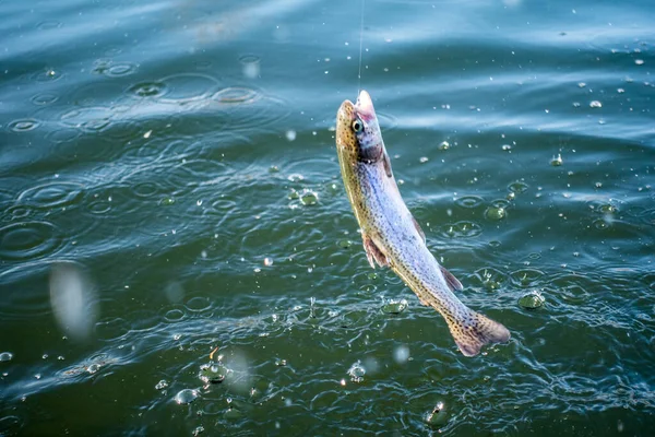 Pesca Truta Lago Pesca Desportiva Actividades Livre — Fotografia de Stock