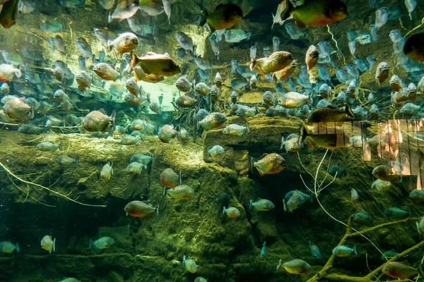 Hermoso Mundo Submarino Peces Algas Marinas — Foto de Stock