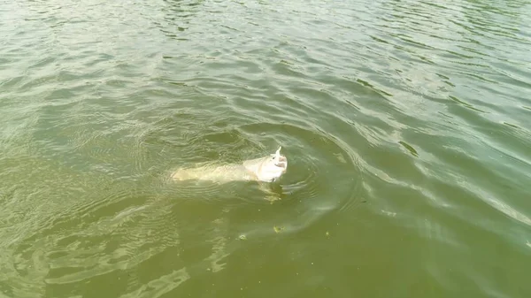 Pêche Truite Dans Lac Pêche Loisirs — Photo