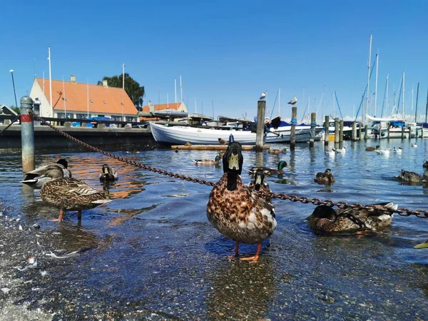 Köpenhamn Danmark Juli 2019 Stor Danmark Köpenhamn Och Havet — Stockfoto