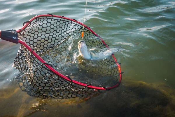 Pesca Alla Trota Sul Lago Pesca Sportiva Attività All Aria — Foto Stock