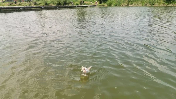 Pesca Truta Lago Pesca Recreação — Fotografia de Stock