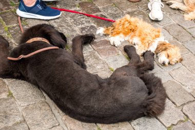Güzel Kopenhag mimarisi, Kopenhag 'da seyahat