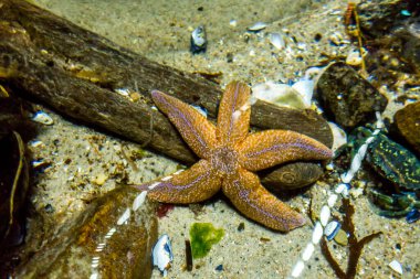 Balık yosunlarının güzel sualtı dünyası