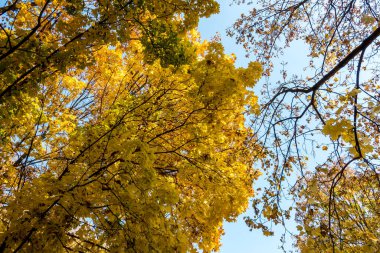 Güzel bir tarihi parkta muhteşem bir sonbahar.