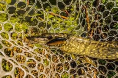 İyi bir balıkçılık geçmişi