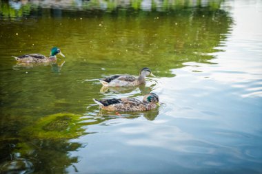 Kopenhag 'daki güzel şehir göleti
